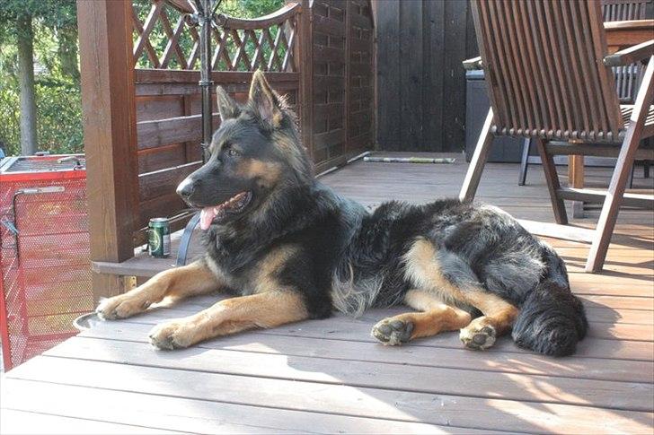 Schæferhund Tex-Benji Vom Altdeutschen Eck billede 9