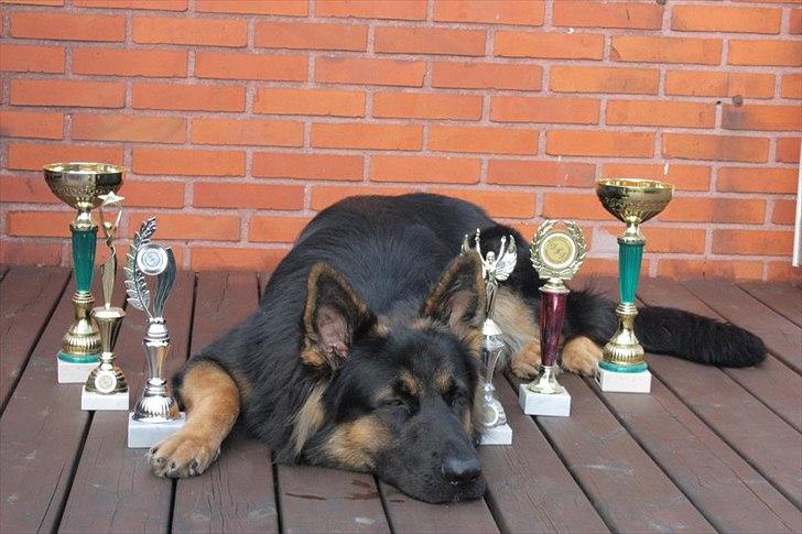 Schæferhund Tex-Benji Vom Altdeutschen Eck billede 10