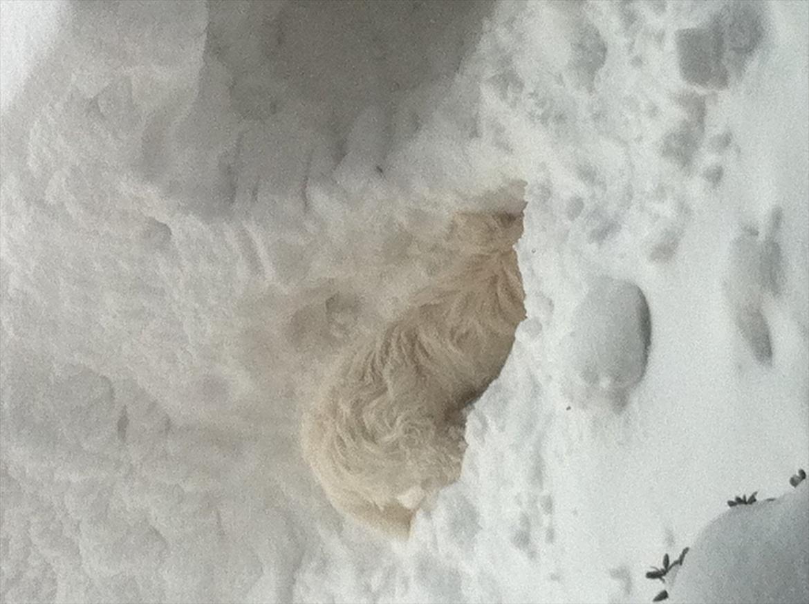 West highland white terrier Ronya (Excuse me) - Sne hunden... :D <3 billede 8