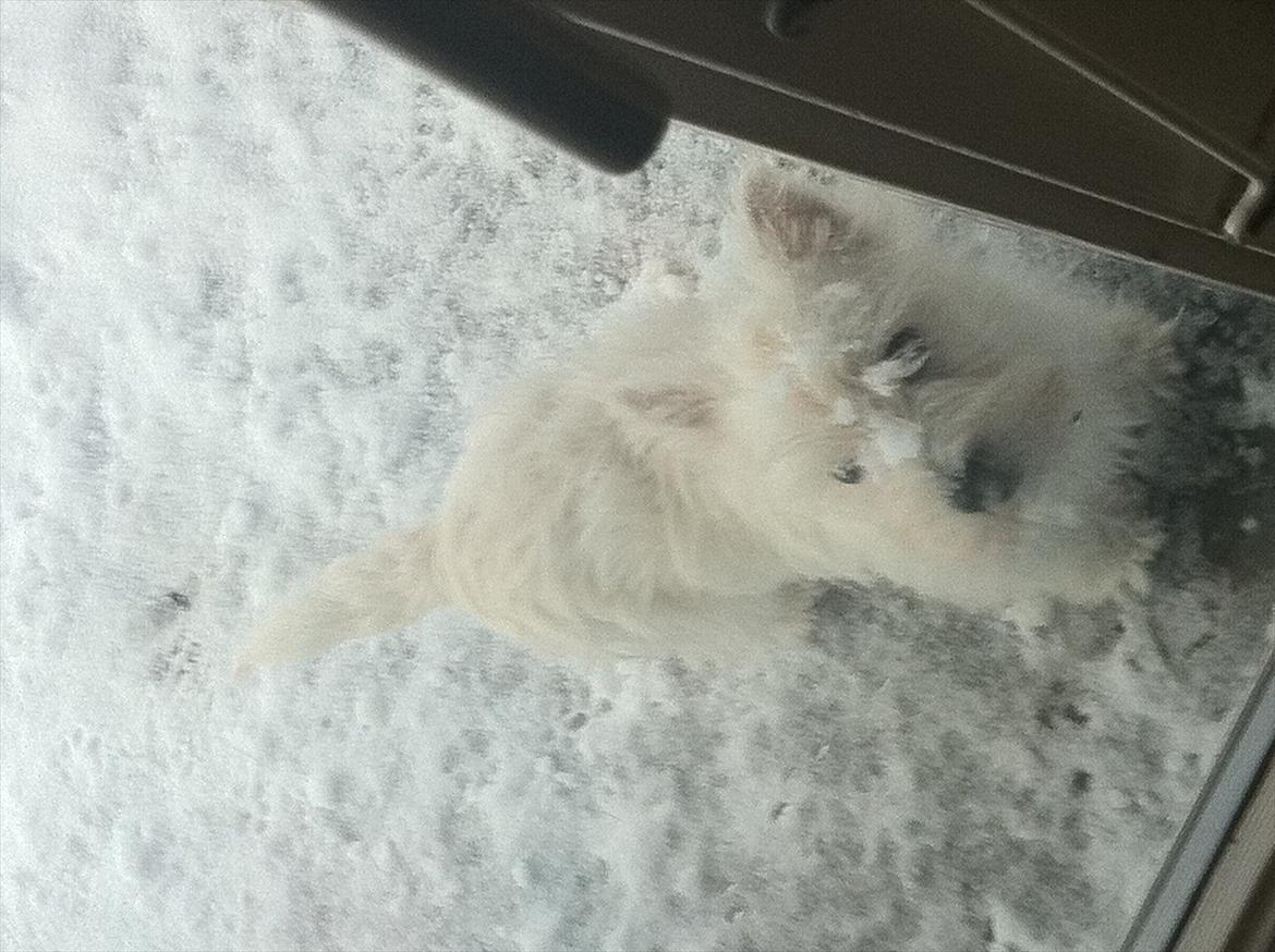 West highland white terrier Ronya (Excuse me) billede 9