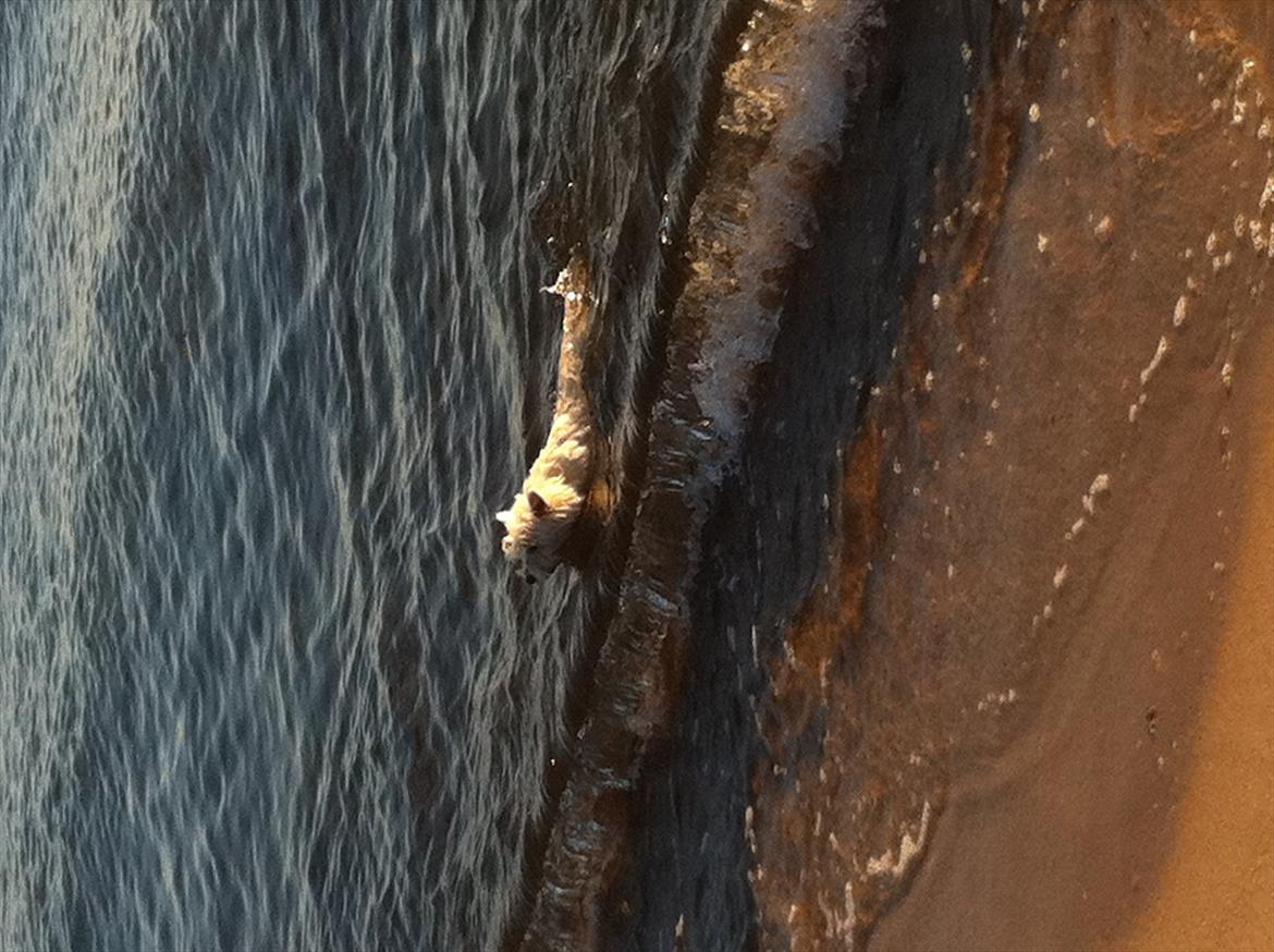 West highland white terrier Ronya (Excuse me) - Ude og svømme... :) billede 10