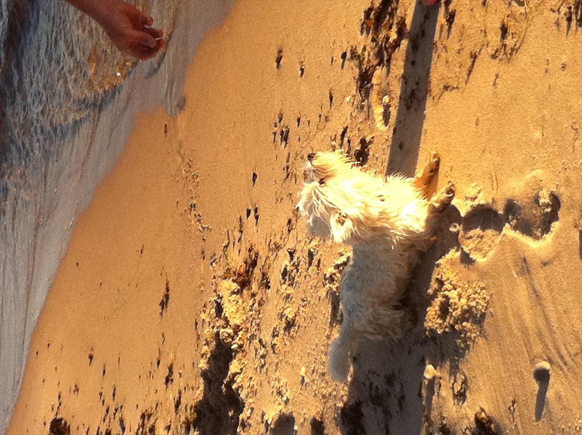 West highland white terrier Ronya (Excuse me) billede 11