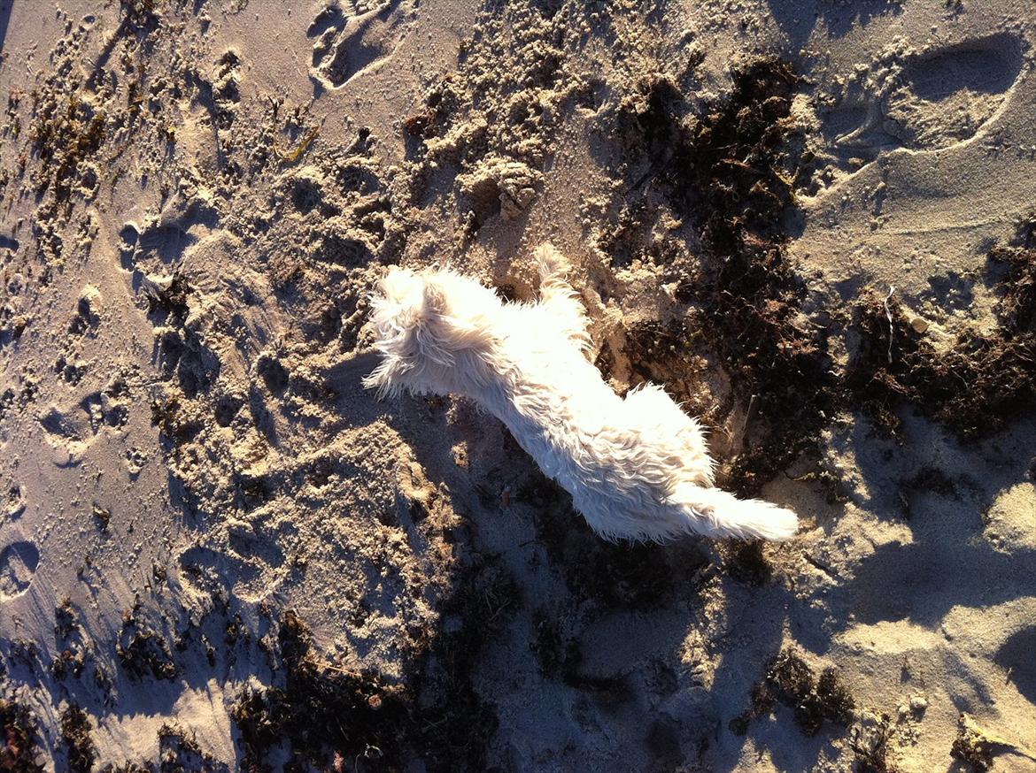 West highland white terrier Ronya (Excuse me) billede 12