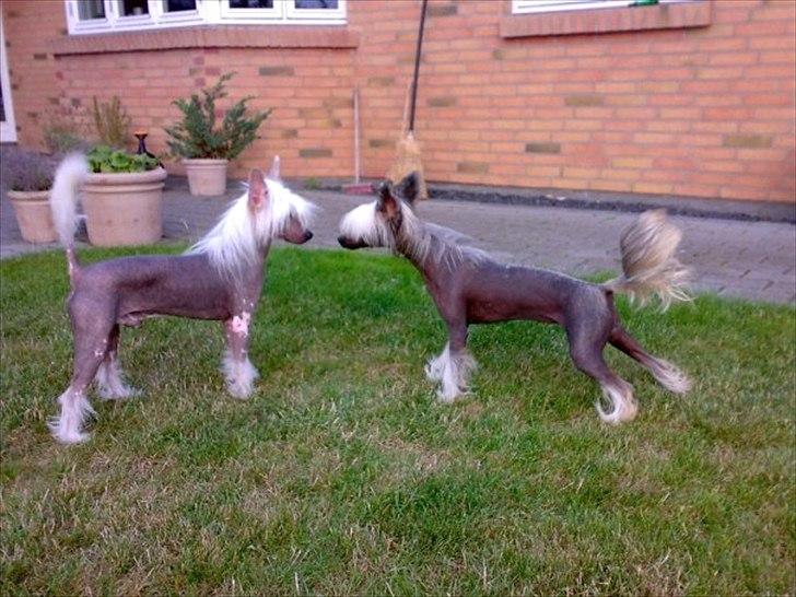 Chinese crested hårløs East Wind - 22. aug 2009 - Wind er lige landet hjemme hos os.. Chi-Chi skal lige se om han er én vi beholder, eller om han skal ud til storskrald.... :o) billede 10