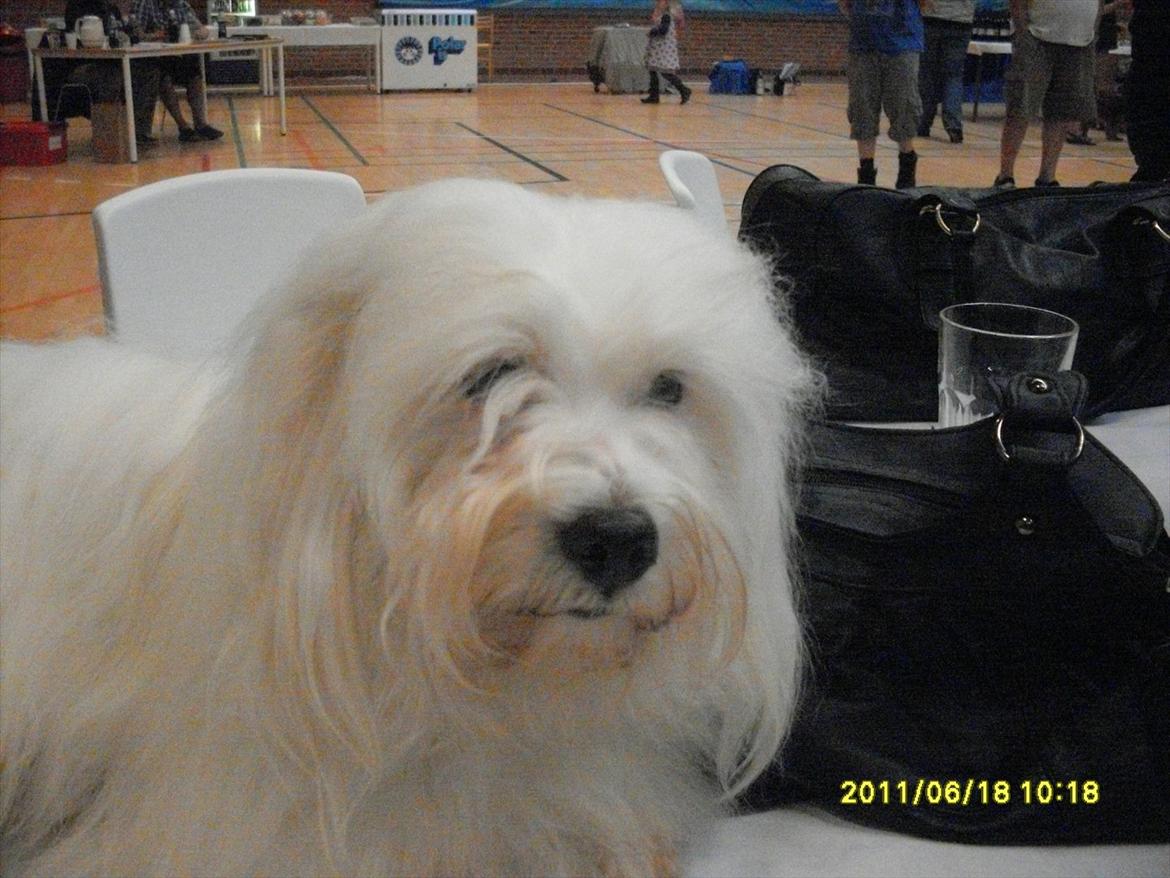 Coton de tulear Zillo billede 8