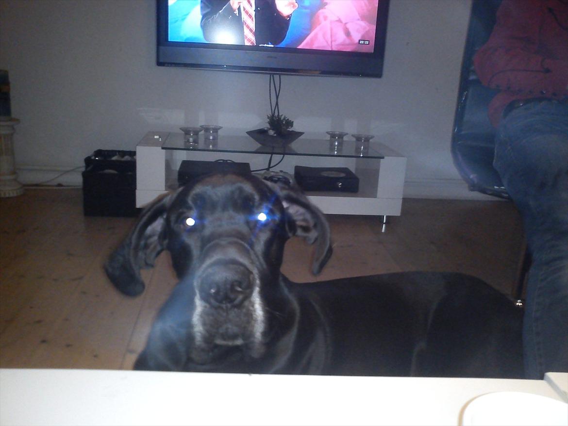 Grand danois Balou billede 1