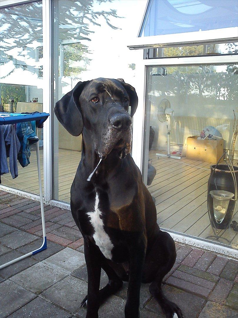 Grand danois Balou - savle er jeg rigtig go til ;-) men derfor er jeg stadig dejlig  billede 2