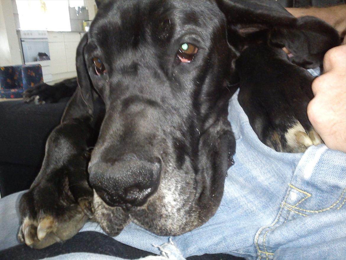 Grand danois Balou - jeg elsker at putte ved min mor eller far oppe i sofaen  billede 3