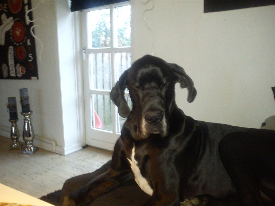 Grand danois Balou - lidt fotogen er man vel altid  billede 4