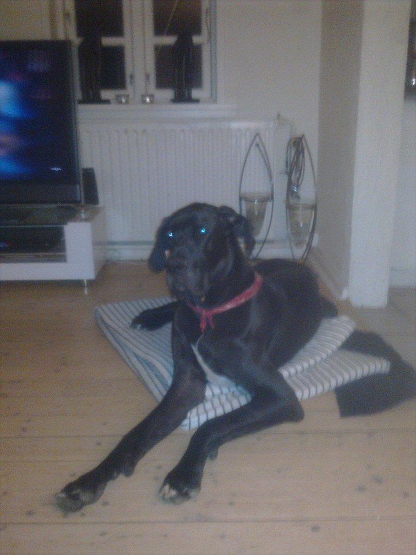 Grand danois Balou billede 5