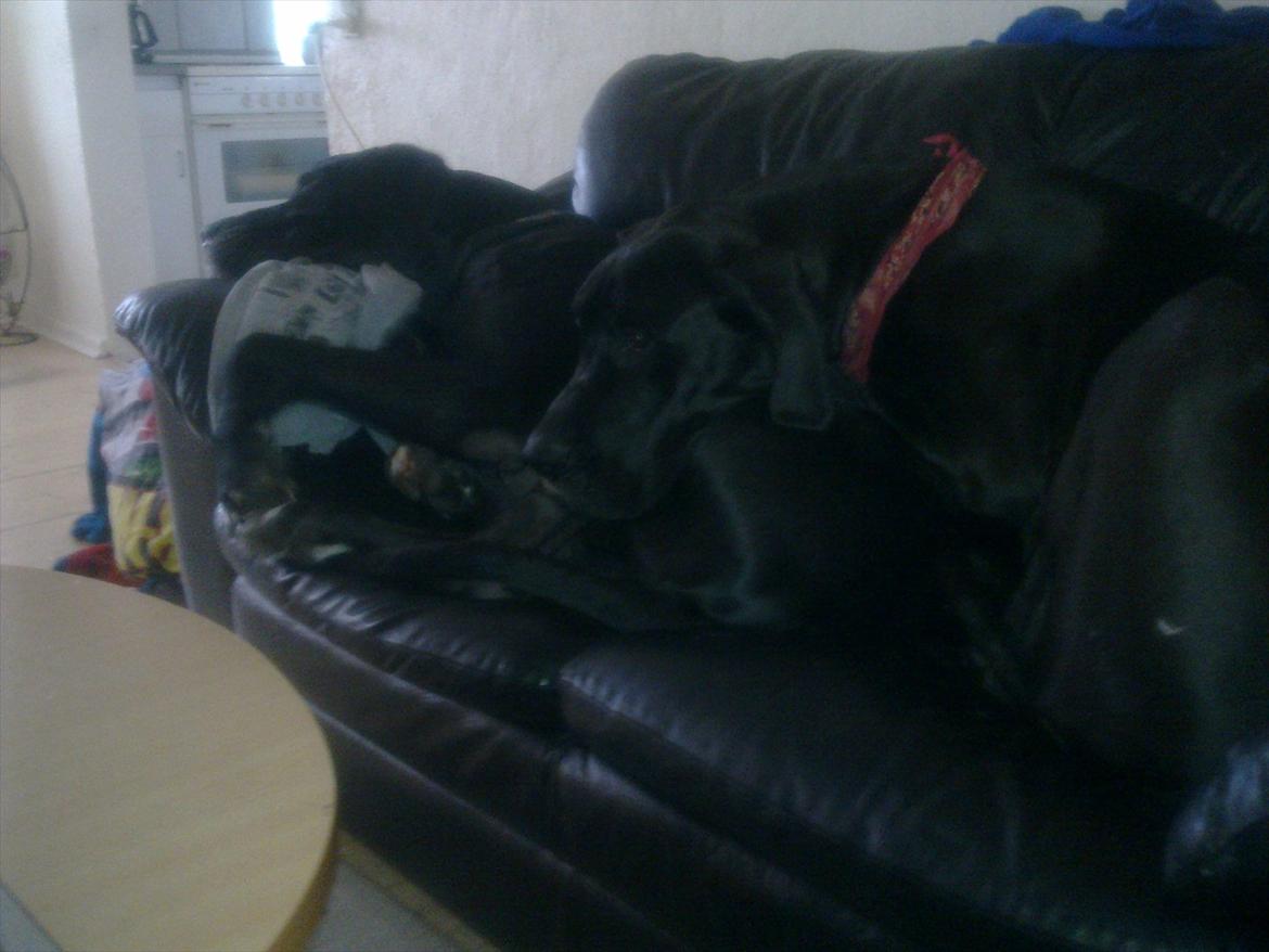 Grand danois Balou - mig og min bedste ven som jeg bor sammen med det er mig der har rød charmeklud på  billede 6