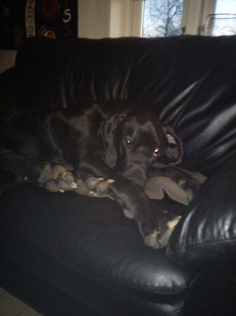 Grand danois Balou - jeg er en rigtig sofahund ihh det er så hyggeligt og blødt billede 7