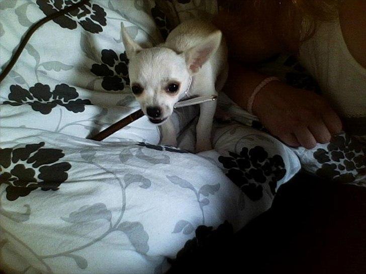 Chihuahua nanna billede 1