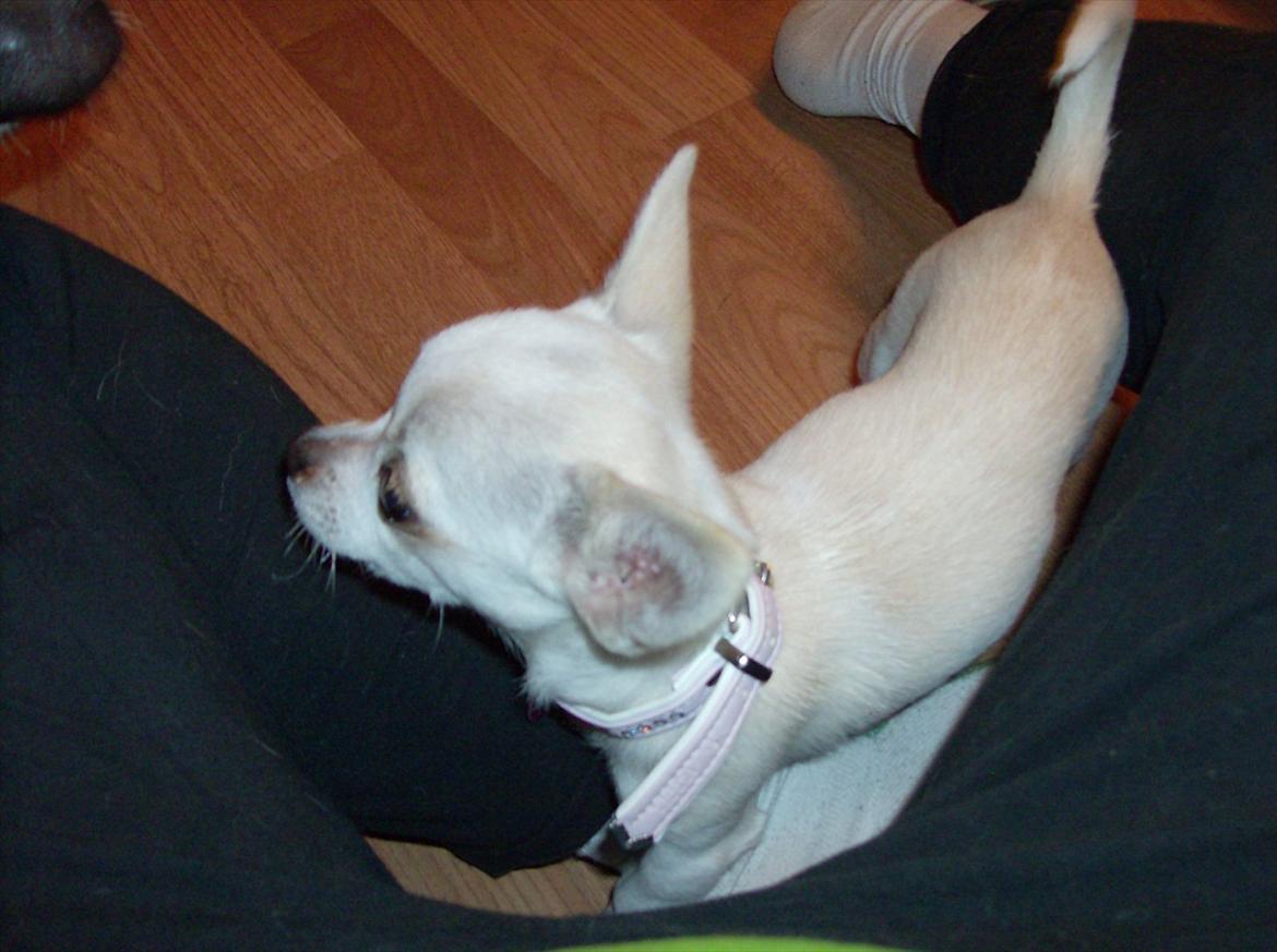 Chihuahua nanna billede 2