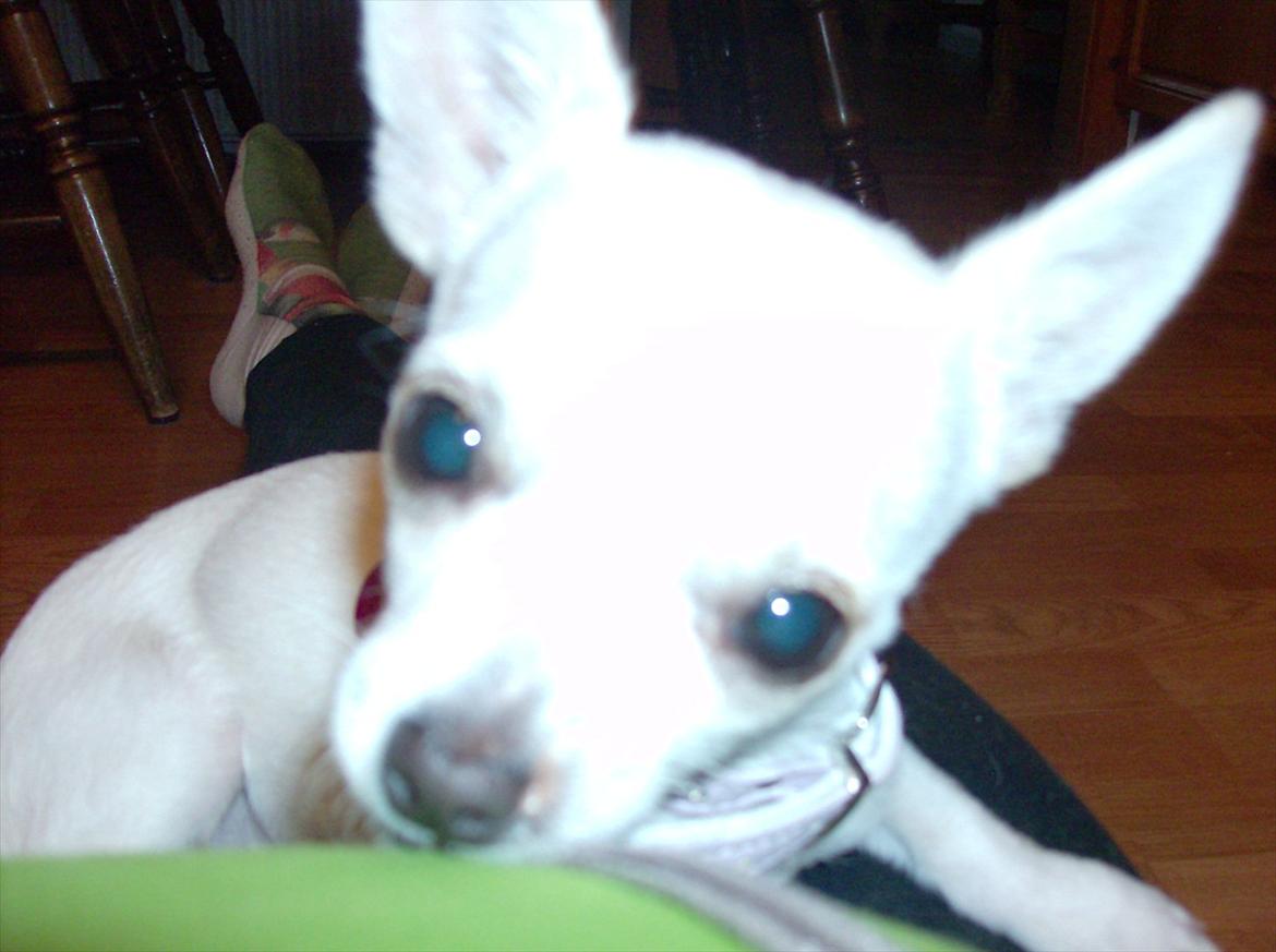 Chihuahua nanna billede 3