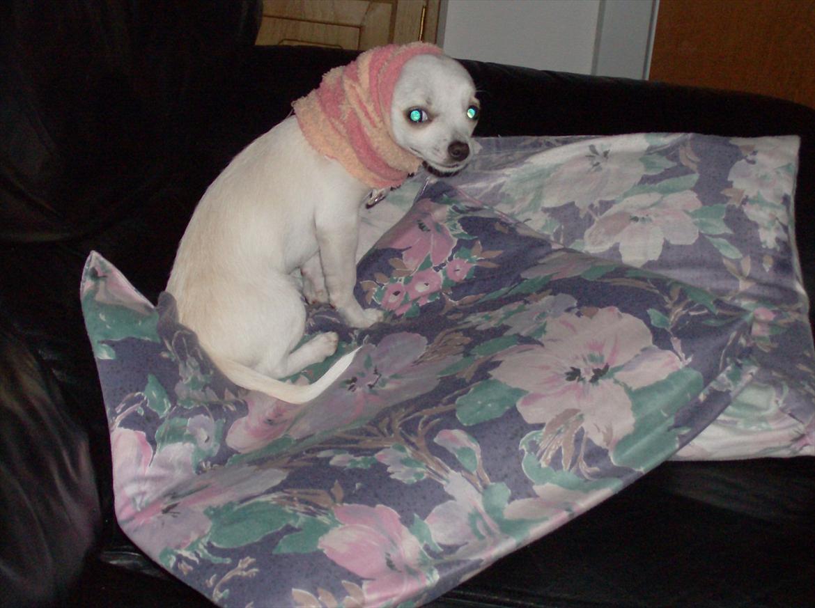 Chihuahua nanna billede 4