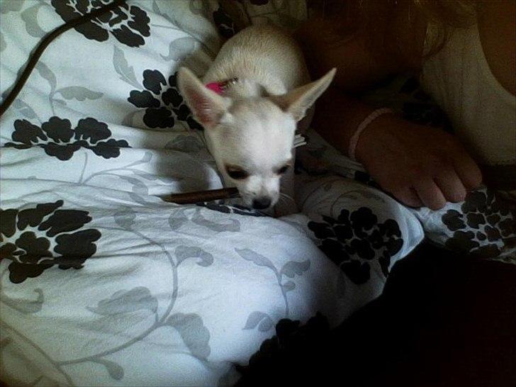 Chihuahua nanna billede 5