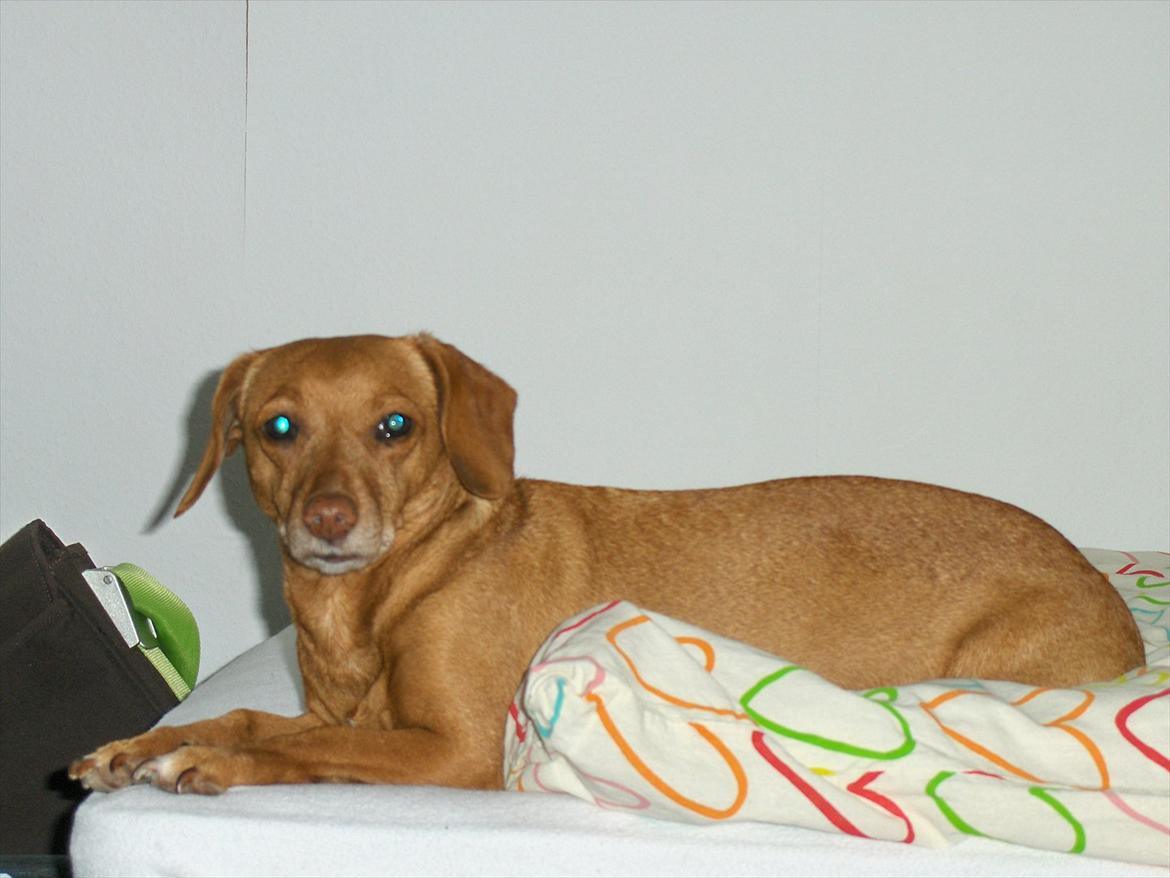 Blanding af racer Karla Jensen - velkommen til Karla's profil læg gerne en kommentar+bedømmelse?? :) billede 1