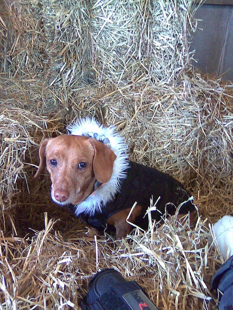 Blanding af racer Karla Jensen billede 2