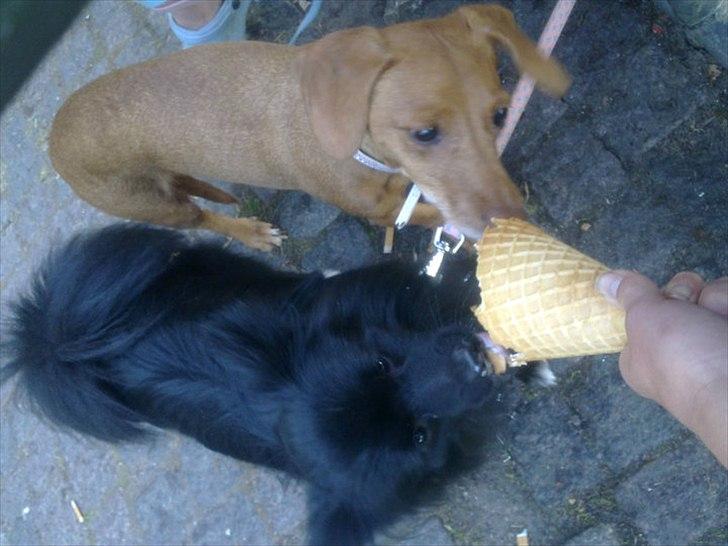 Blanding af racer Karla Jensen - karla og lucky spiser is :D billede 5