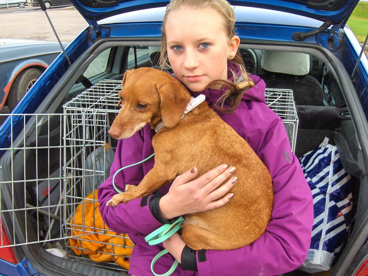 Blanding af racer Karla Jensen - det sidste billede lige inden vi skulle ind til dyrlægen... :'( 
R.I.P. Karla  billede 7