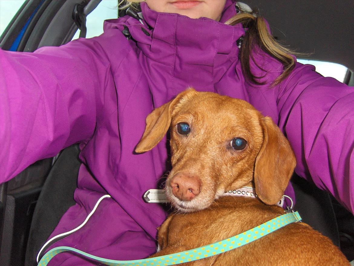 Blanding af racer Karla Jensen - smukkeste hund <3 billede 8