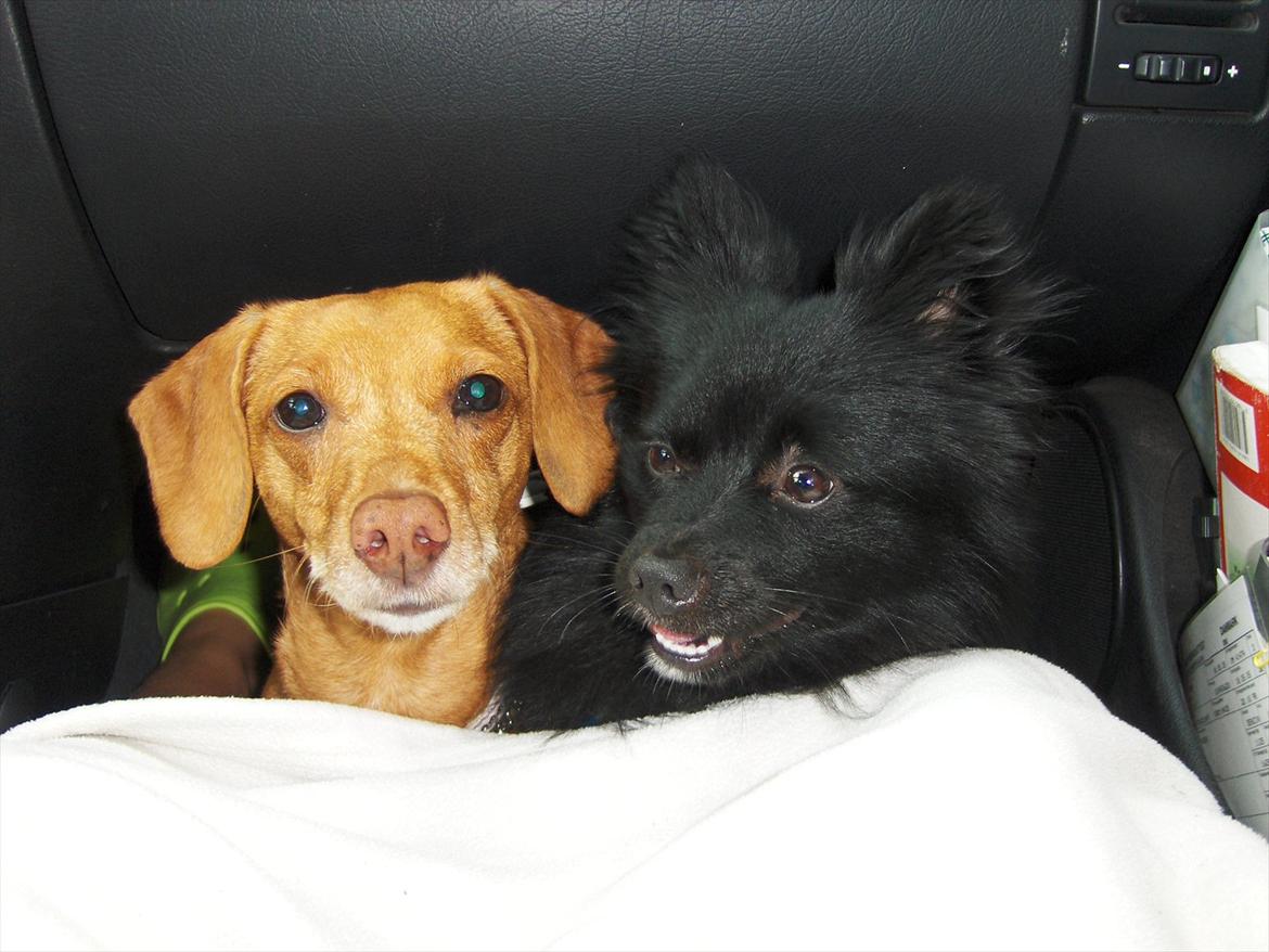 Blanding af racer Karla Jensen billede 9