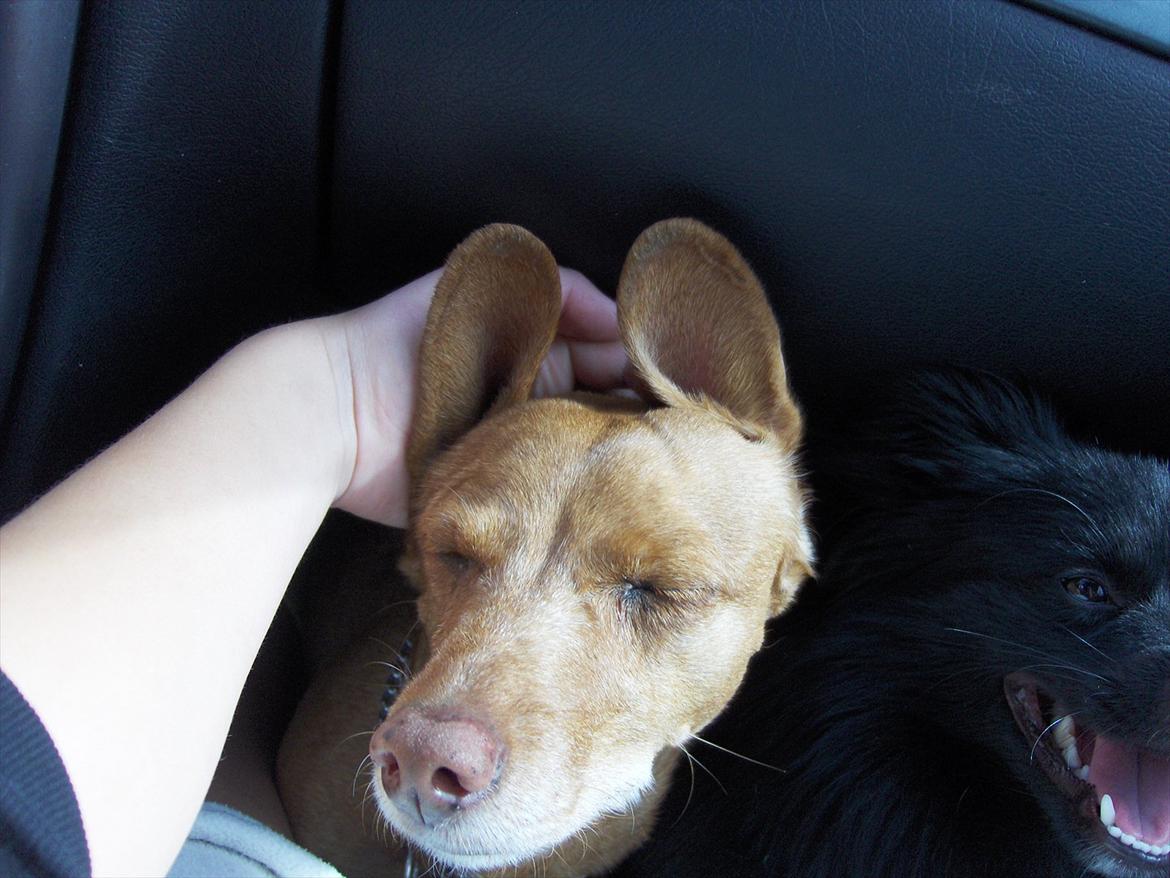 Blanding af racer Karla Jensen - karla som jordrotte ;) billede 10