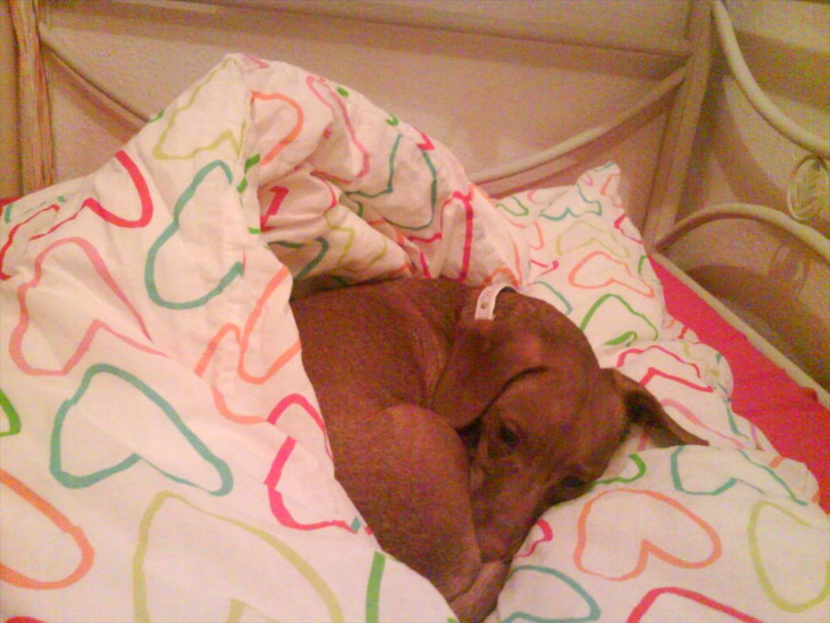 Blanding af racer Karla Jensen - min lille puttegris billede 12