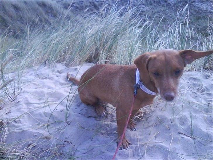 Blanding af racer Karla Jensen - flyvøre ;P billede 13