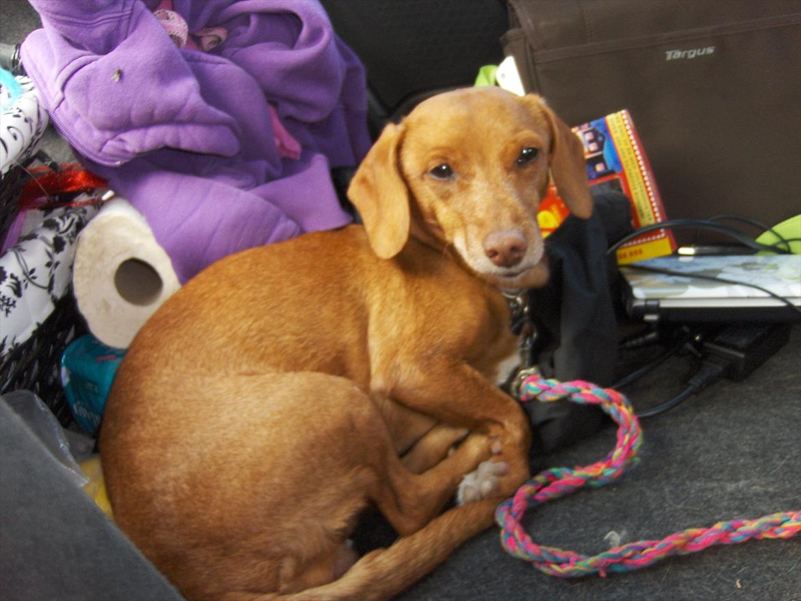 Blanding af racer Karla Jensen billede 14