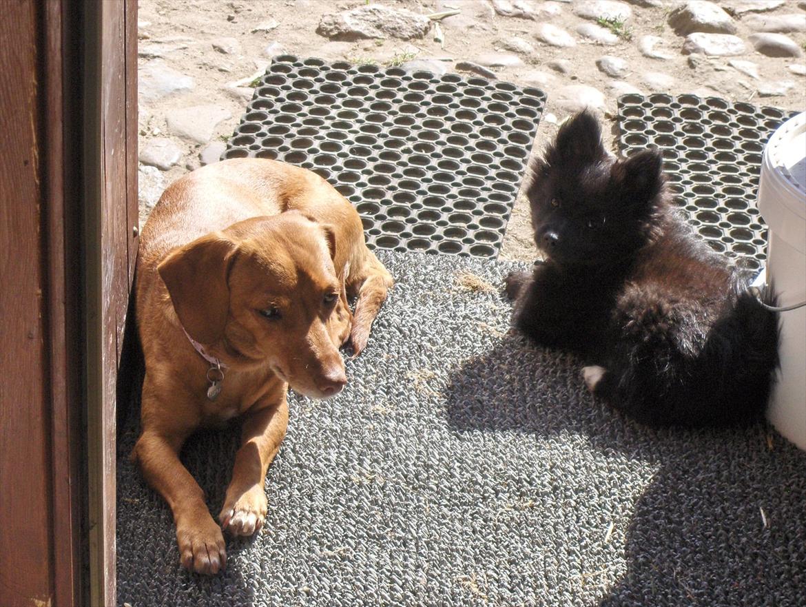 Blanding af racer Karla Jensen - klara og lucky billede 16