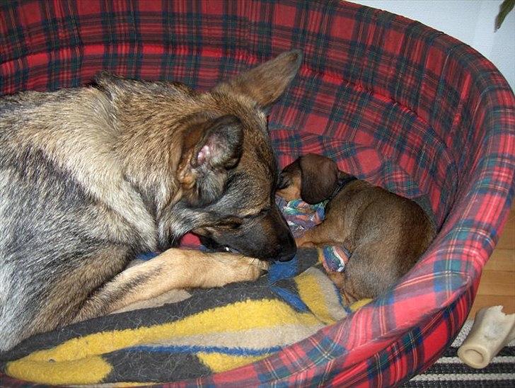 Schæferhund Jabina Isis(himmelhund) billede 6