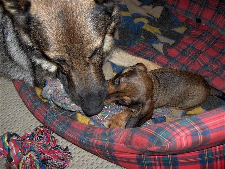 Schæferhund Jabina Isis(himmelhund) billede 7