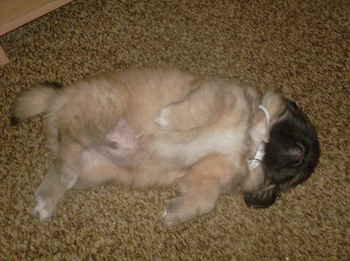 Pekingeser Benn - Og så blev jeg pludselig træt.... billede 7