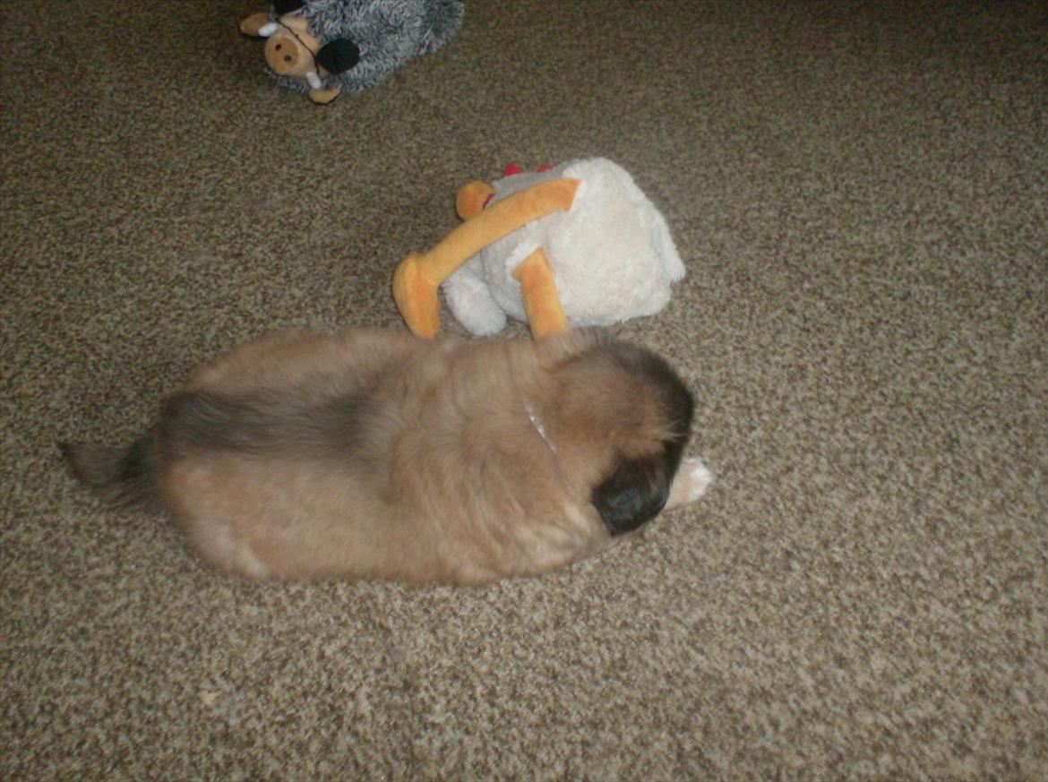 Pekingeser Benn - Mig og "Hønsen" sover til middag billede 8