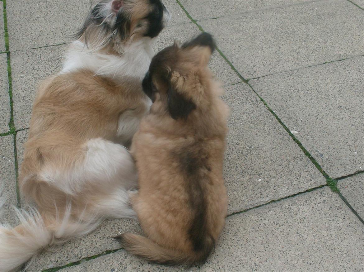 Pekingeser Benn - 
Mig og min storebror. billede 9