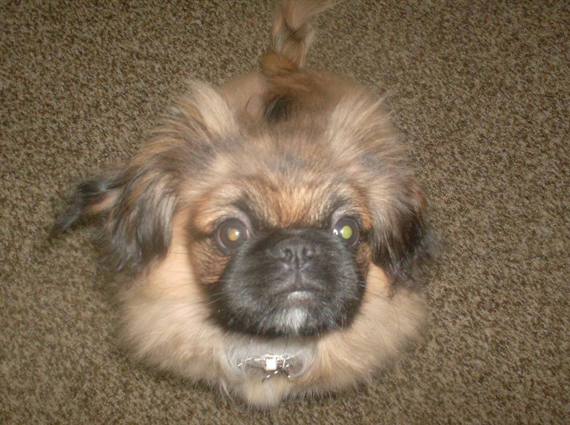 Pekingeser Benn - Nu ryger mine hvalpehår. Hjælp, der er møl i min pels! billede 10