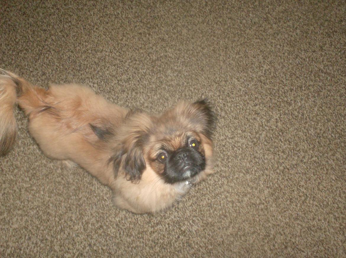 Pekingeser Benn - Jeg er lidt tottet- billede 11