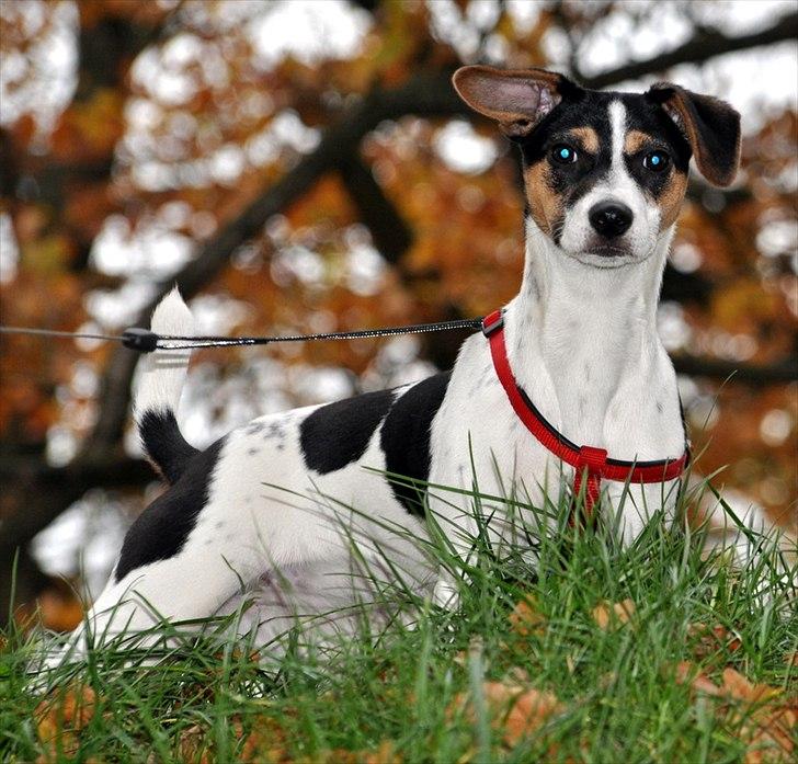 Dansk svensk gaardhund Stella <3 - Smukkeste Stella! <3 4.11.2011 billede 13