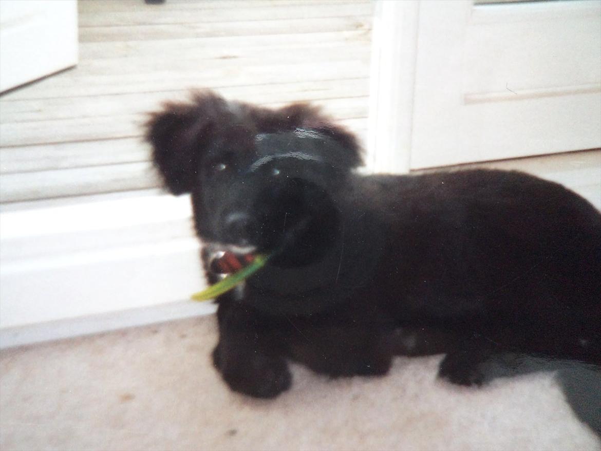 Blanding af racer Neja (R.I.P) billede 12