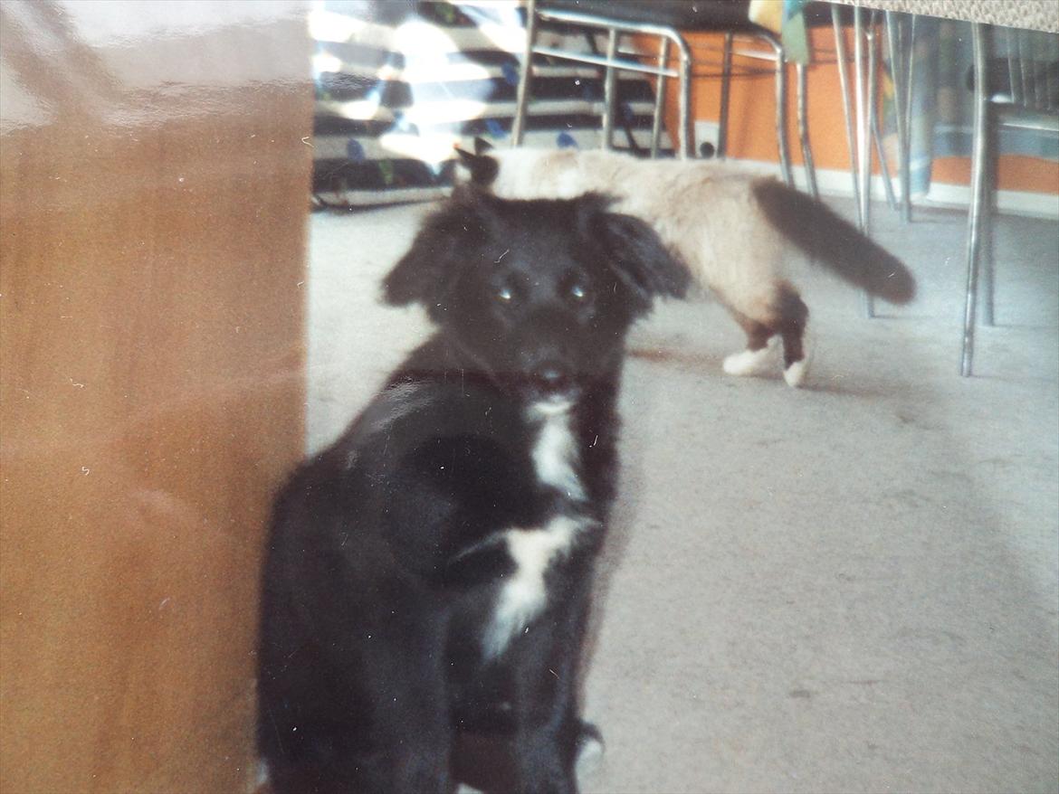 Blanding af racer Neja (R.I.P) billede 11