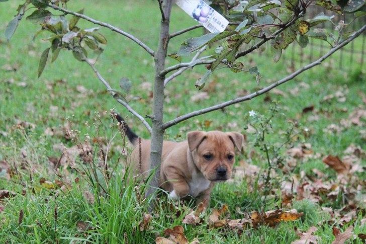 Staffordshire bull terrier Tovdals Tell Me More Milo - 4.November 6uger. billede 11