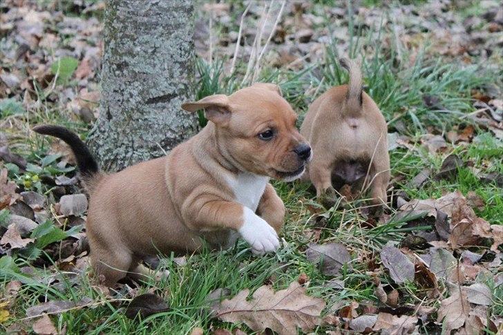 Staffordshire bull terrier Tovdals Tell Me More Milo - 4.November 6uger. billede 10