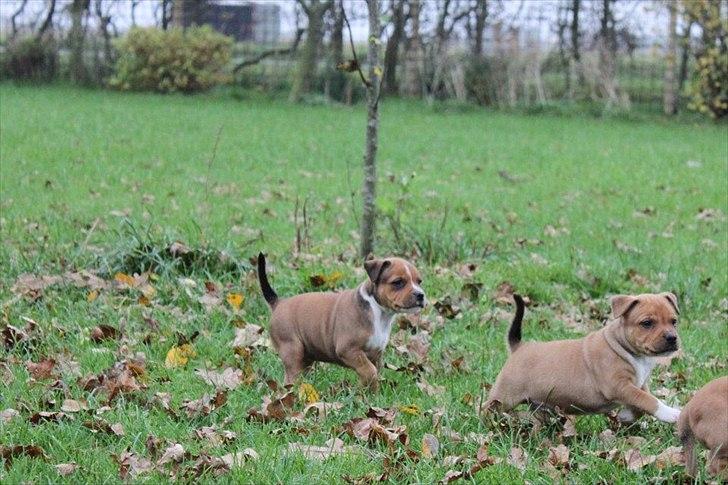 Staffordshire bull terrier Tovdals Tell Me More Milo - 4.November 6 uger. billede 12
