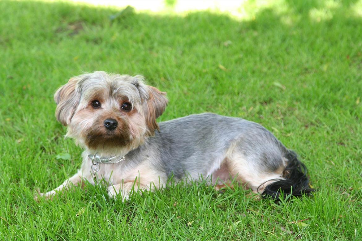 Yorkshire terrier rosa billede 1