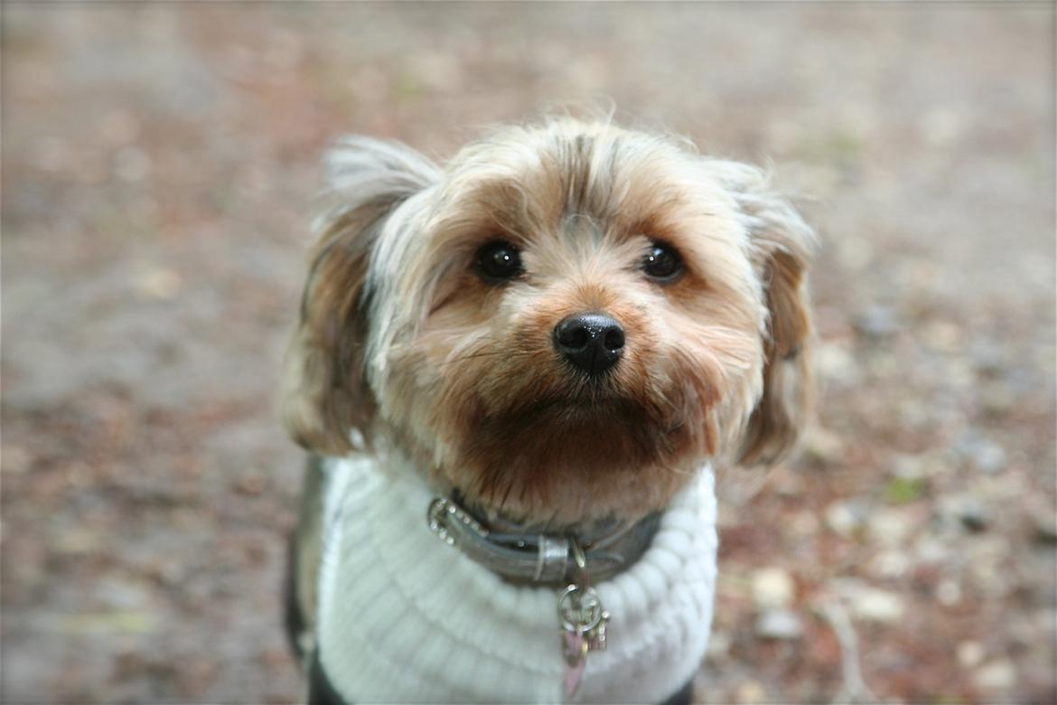 Yorkshire terrier rosa billede 4