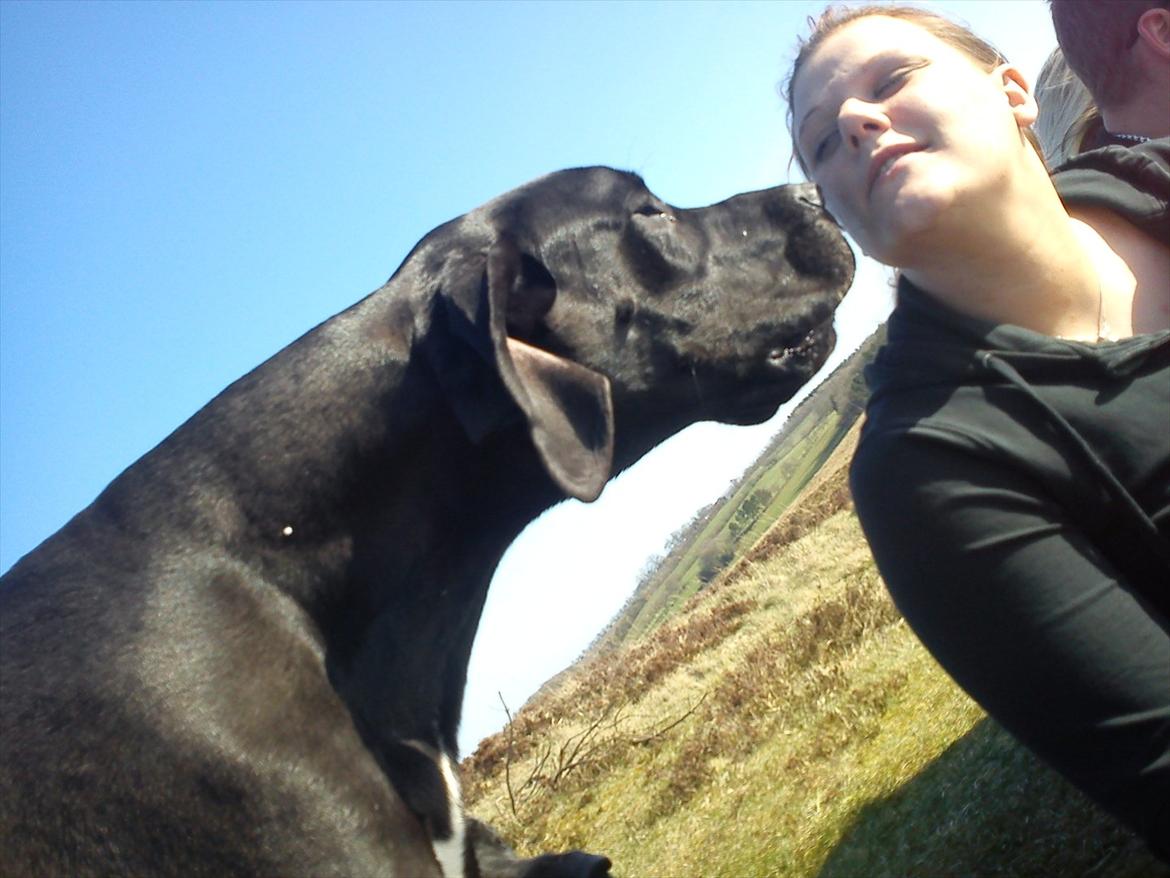 Grand danois Balou - synes du ska ha et lille kys mor billede 8