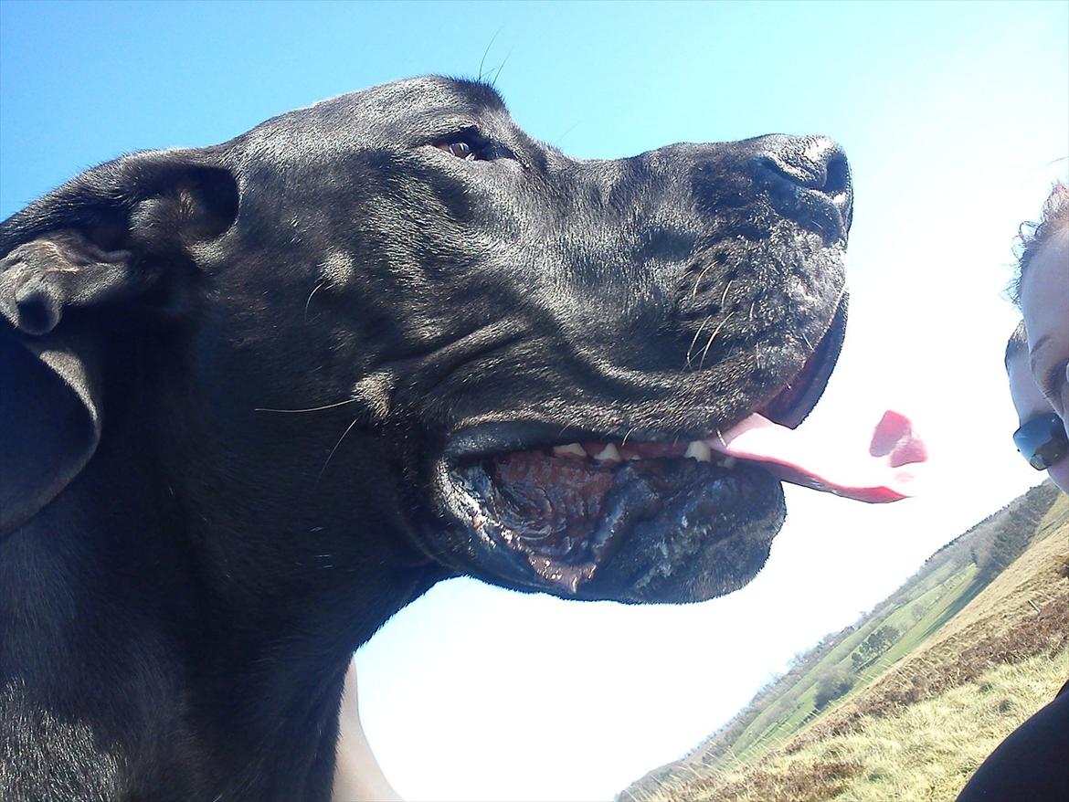 Grand danois Balou billede 9