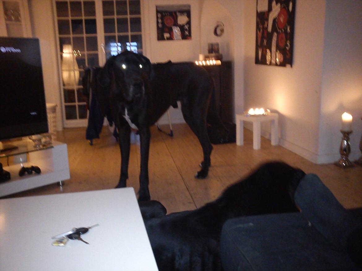 Grand danois Balou billede 10